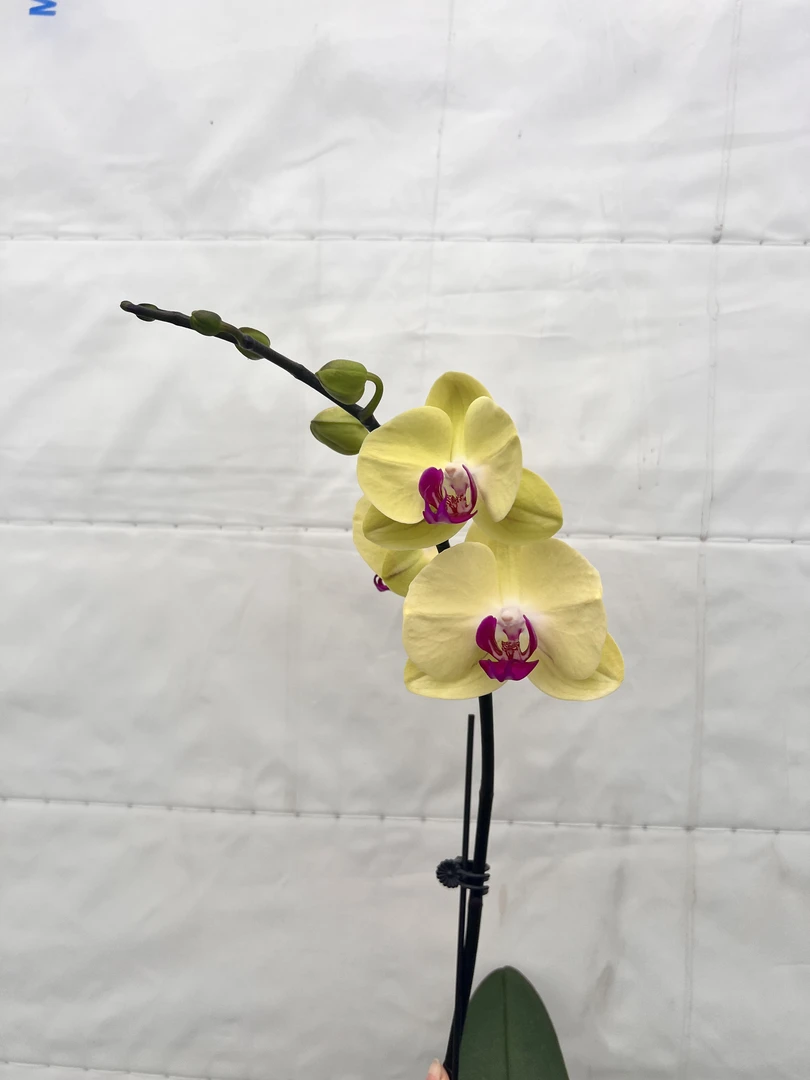 云鹏蝴蝶兰（甜格格）带花带花苞