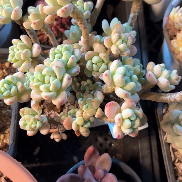 幸运的是我的朋友们