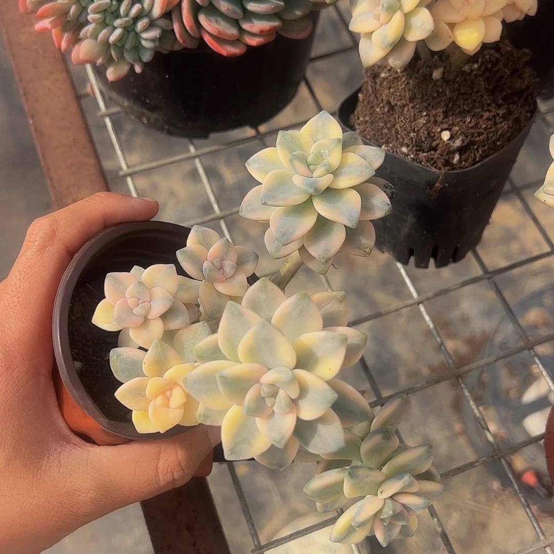 美杏锦多头造型精品二盆