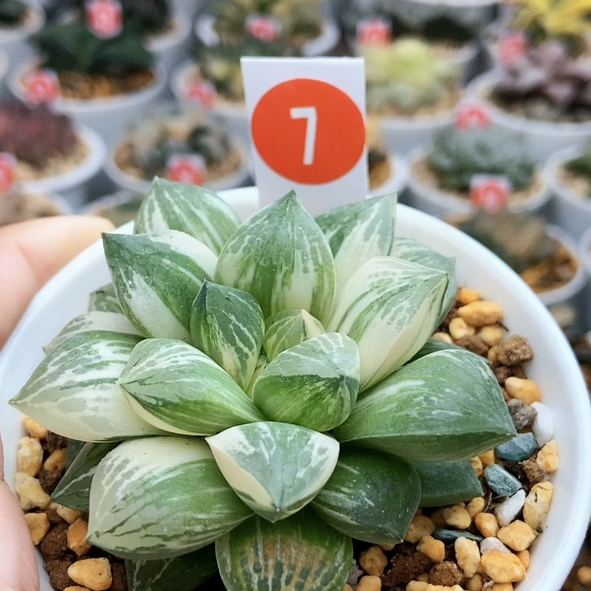 【闪购商品】7实生寿锦