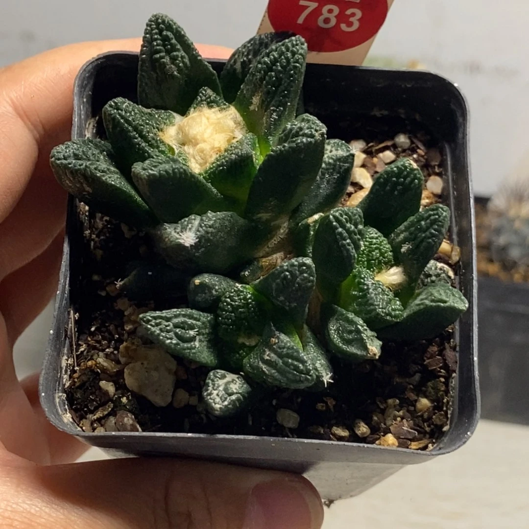 自根辛顿牡丹群一颗仙人球7.2cm