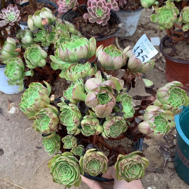 435万拉丝手捧3号