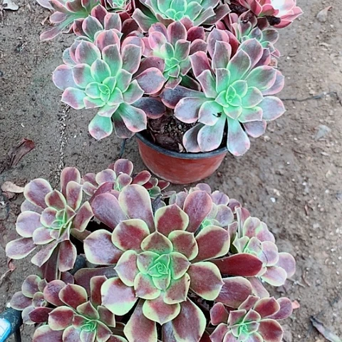 唯***）金丝雀欧嘉莉多肉植物法师1号
