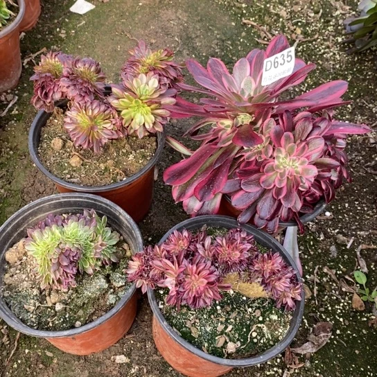 635四棵多肉植物