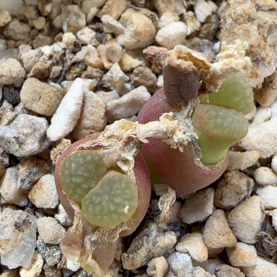 612磁铁优选福利