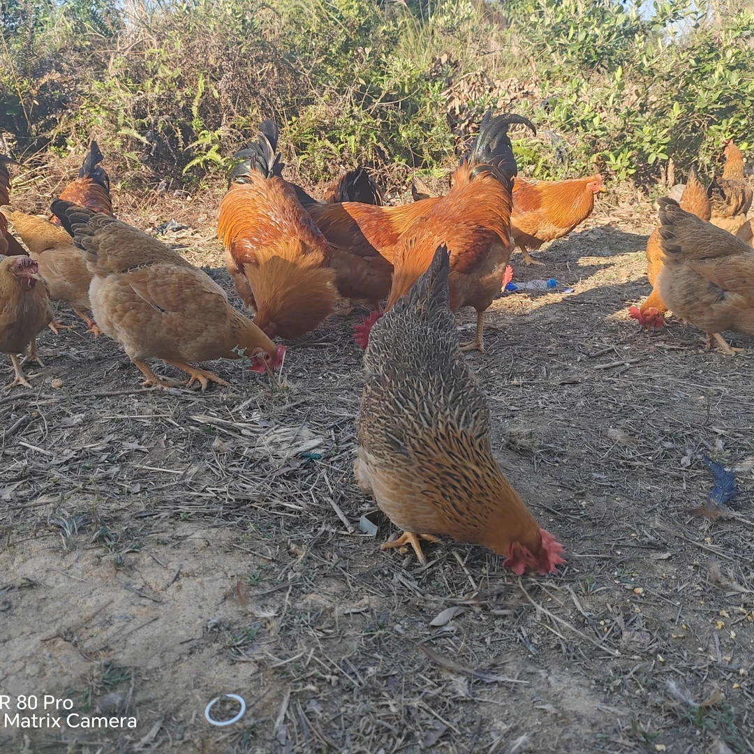 广西正宗灵山土阉鸡土鸡散养走地鸡京东包邮发毛鸡