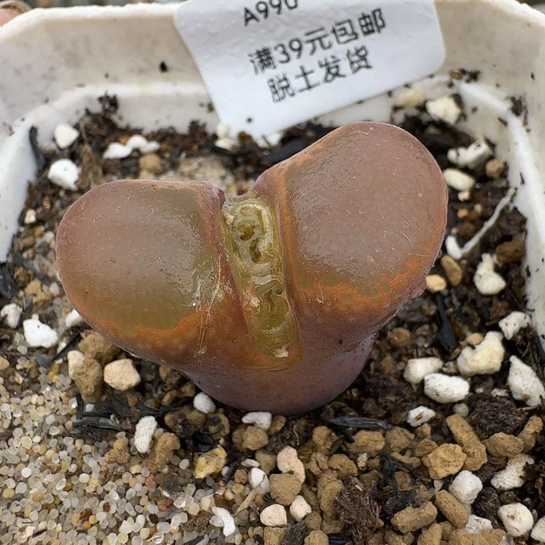 990多肉哈哈哈哈哈不好