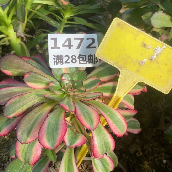 1472三号棚花蝴蝶多肉