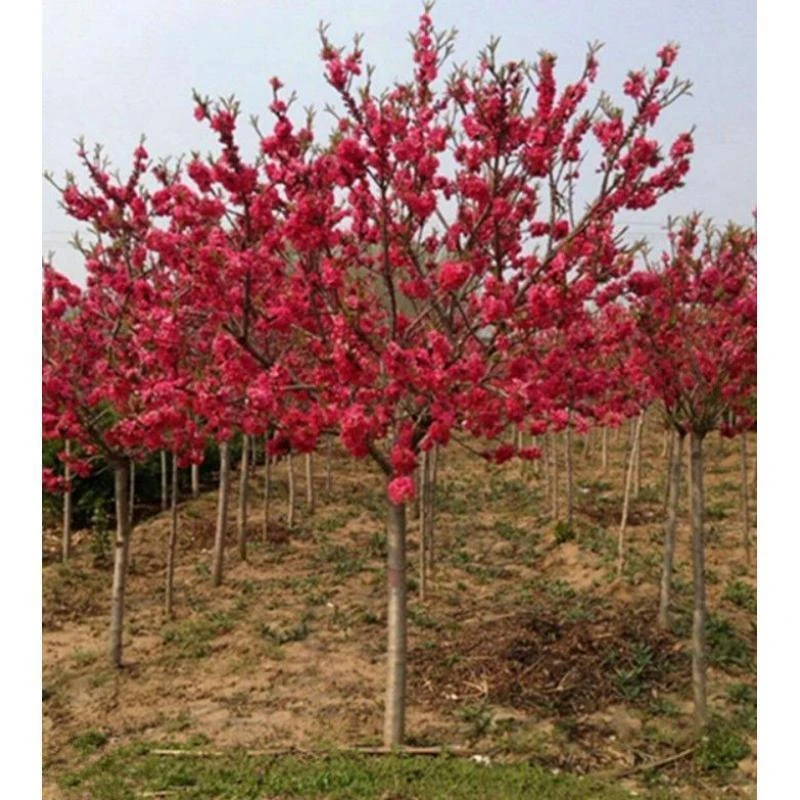 紫叶桃 紫叶桃苗紫叶桃树苗 红叶碧桃 红叶桃 绿化工程 行道树木