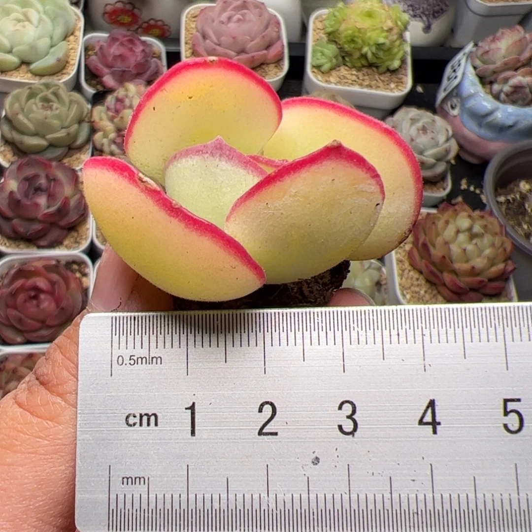 446 多肉植物组合盆栽