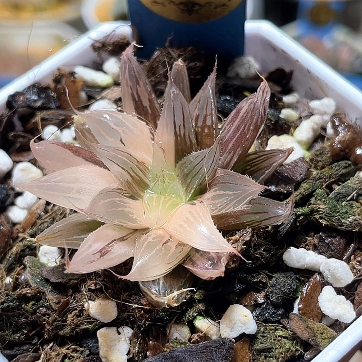 699大卫针管锦特选福利