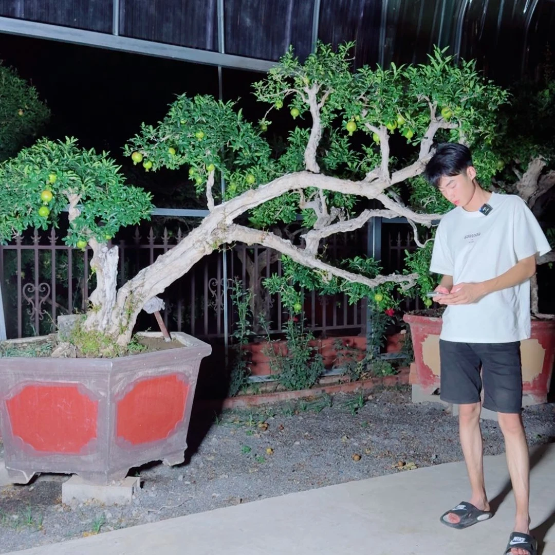 全部花朵大红袍景观造型石榴树