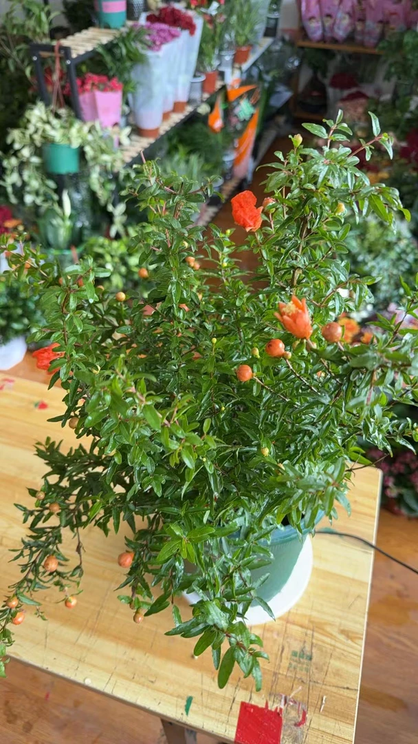 石榴花（拉萨发货）