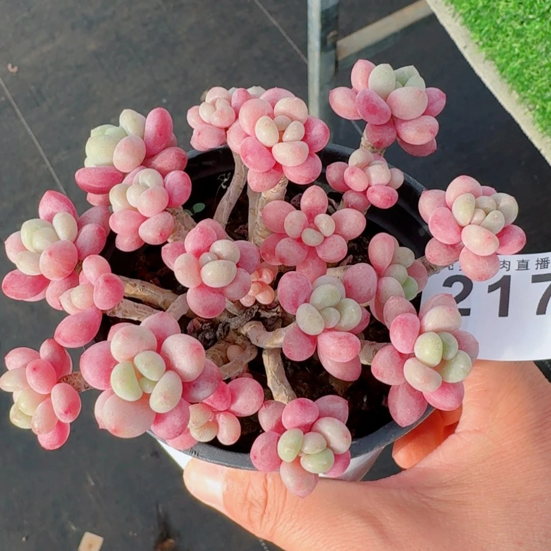 一***叶鱼子酱      愿你一路坦途，乘风破浪展宏图