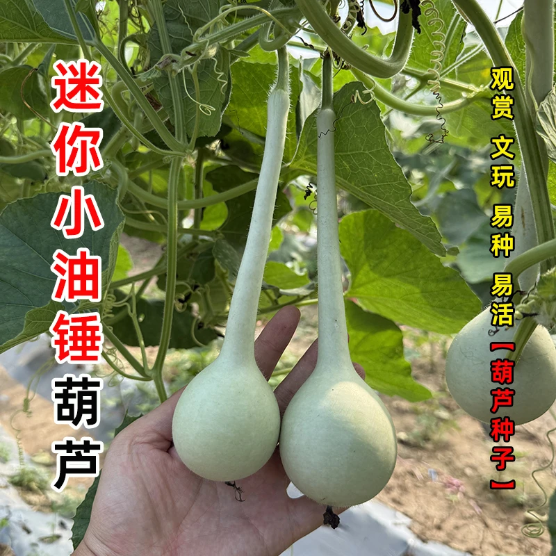 小油锤葫芦种子 人工对花提纯