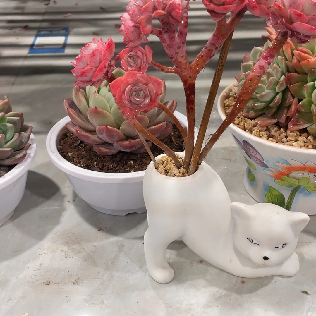 克罗地亚一物一拍