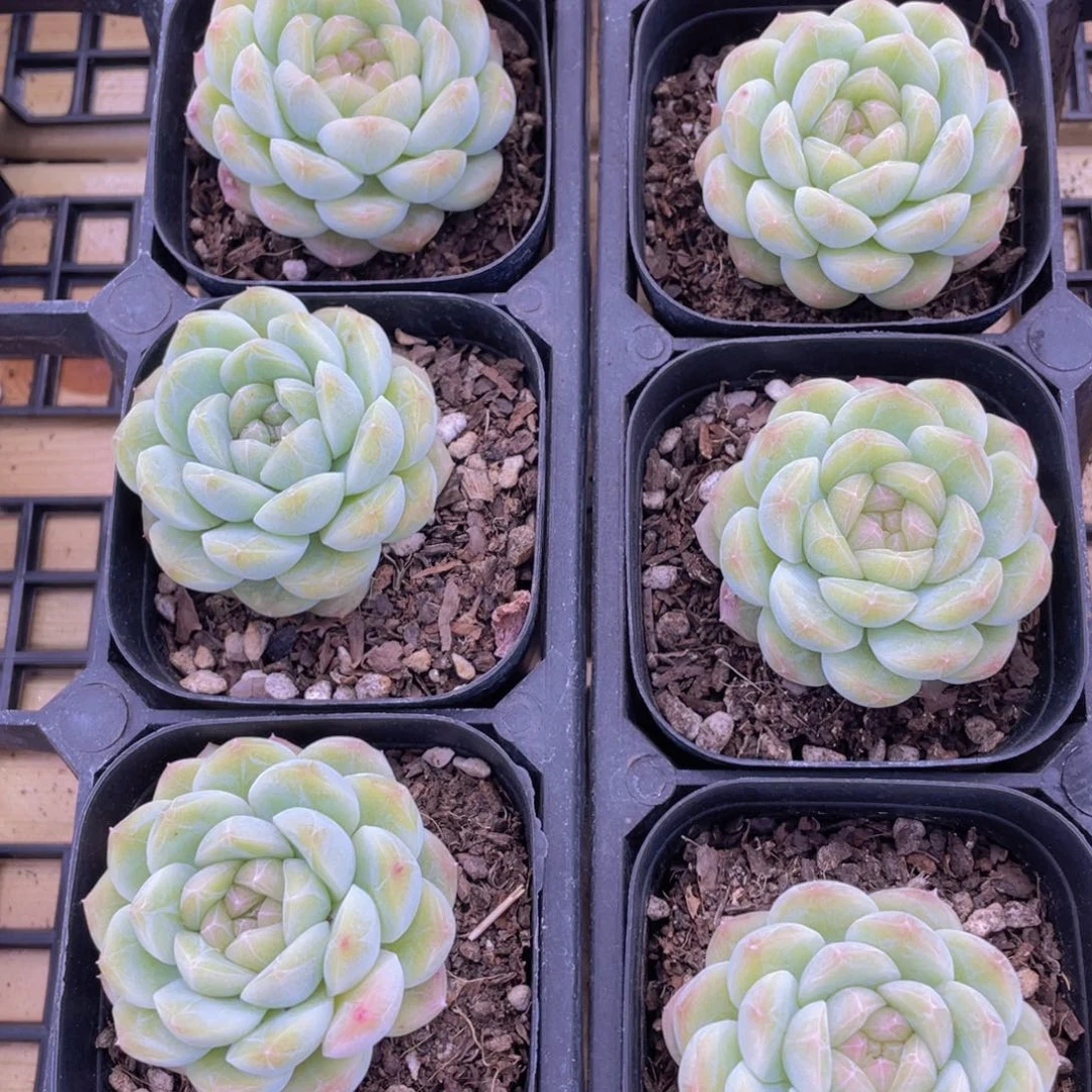 537号 精品奶油白桃汽水单头一个