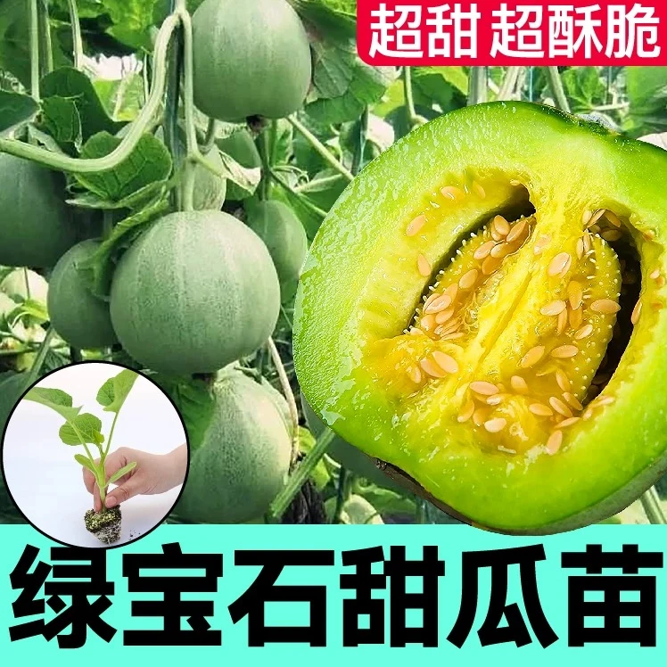 高产超甜脆甜瓜苗秧带土羊角蜜博洋九甜瓜种子籽春秋四季盆地栽