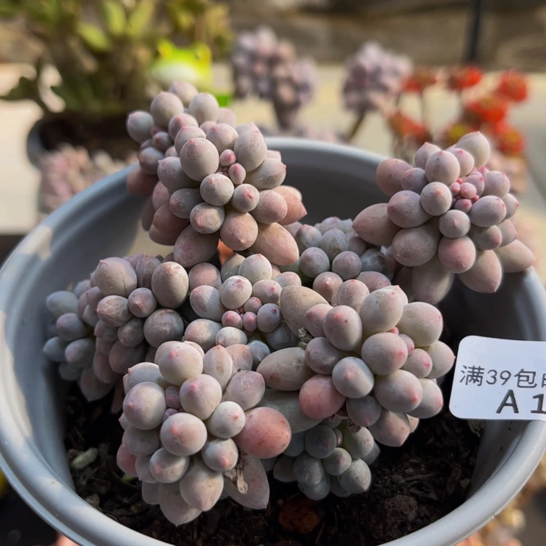 498/10cm香水手指多肉植物