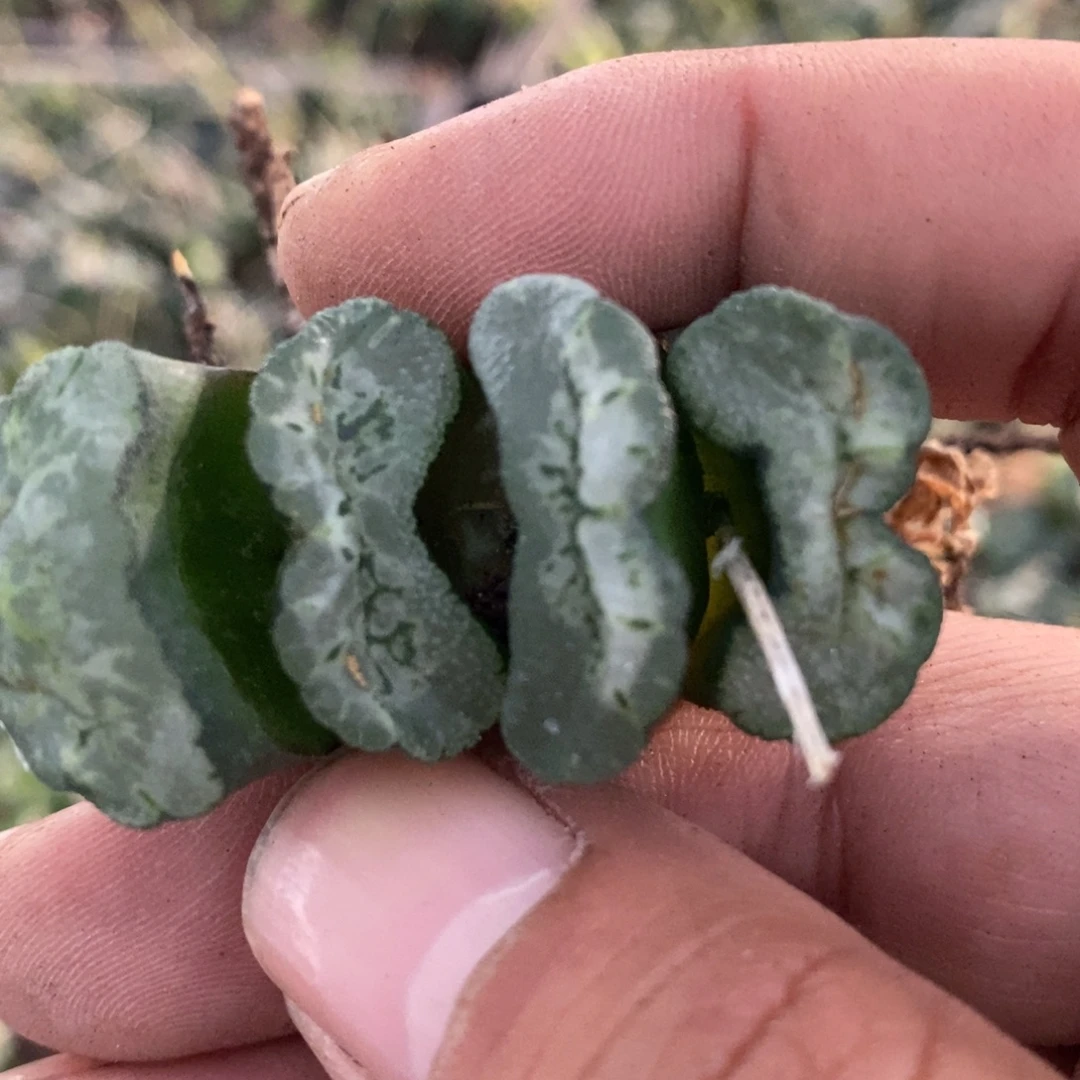 茗***就1825 一颗福利。
