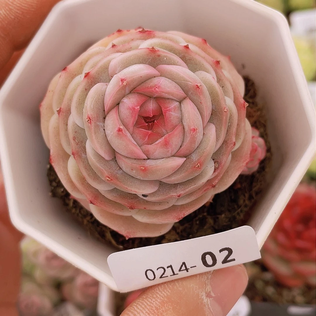 0000000000000002量拍