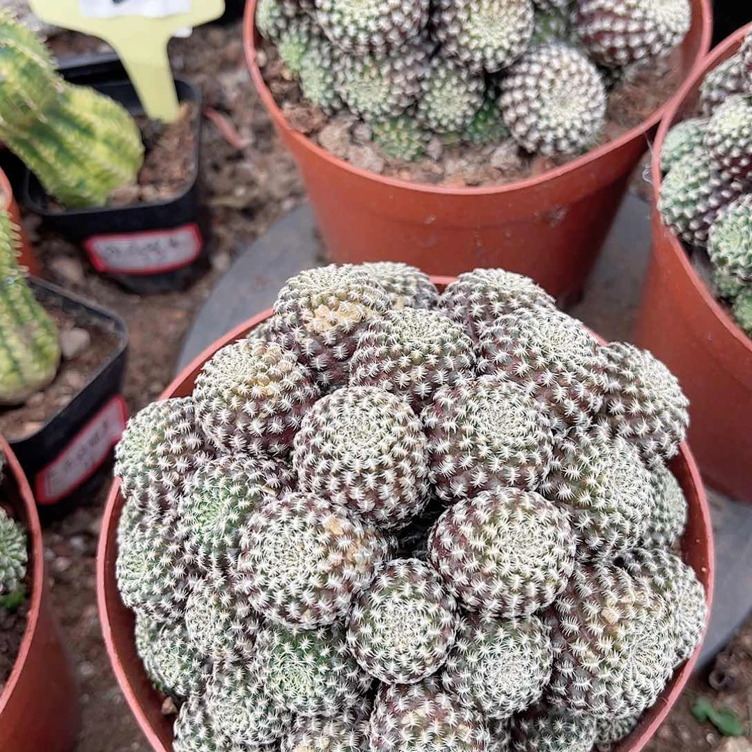 德国沟堡一一一一一一