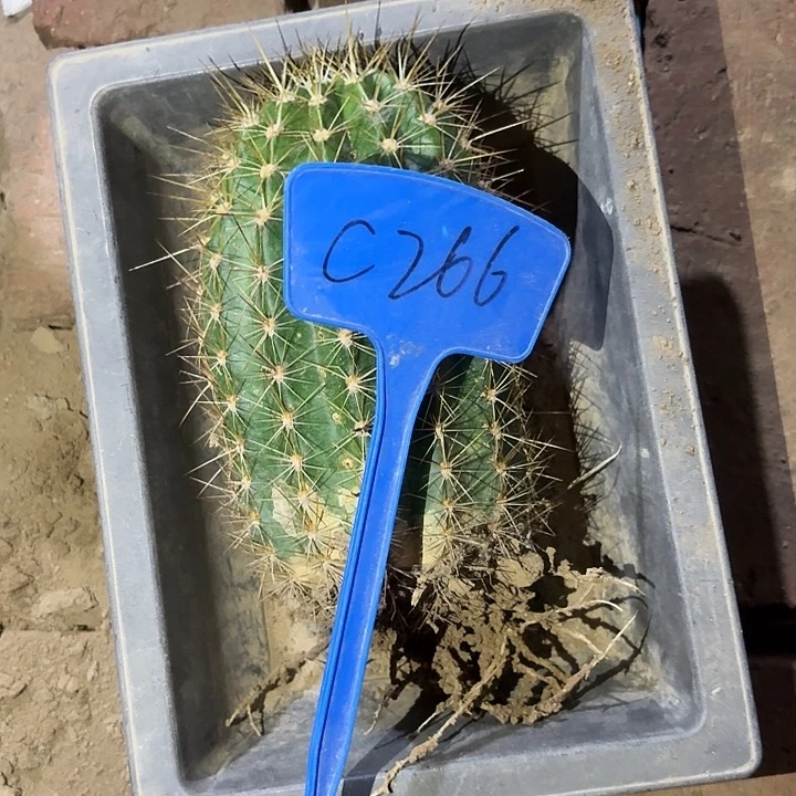 小*树C266,春春一颗瑕疵