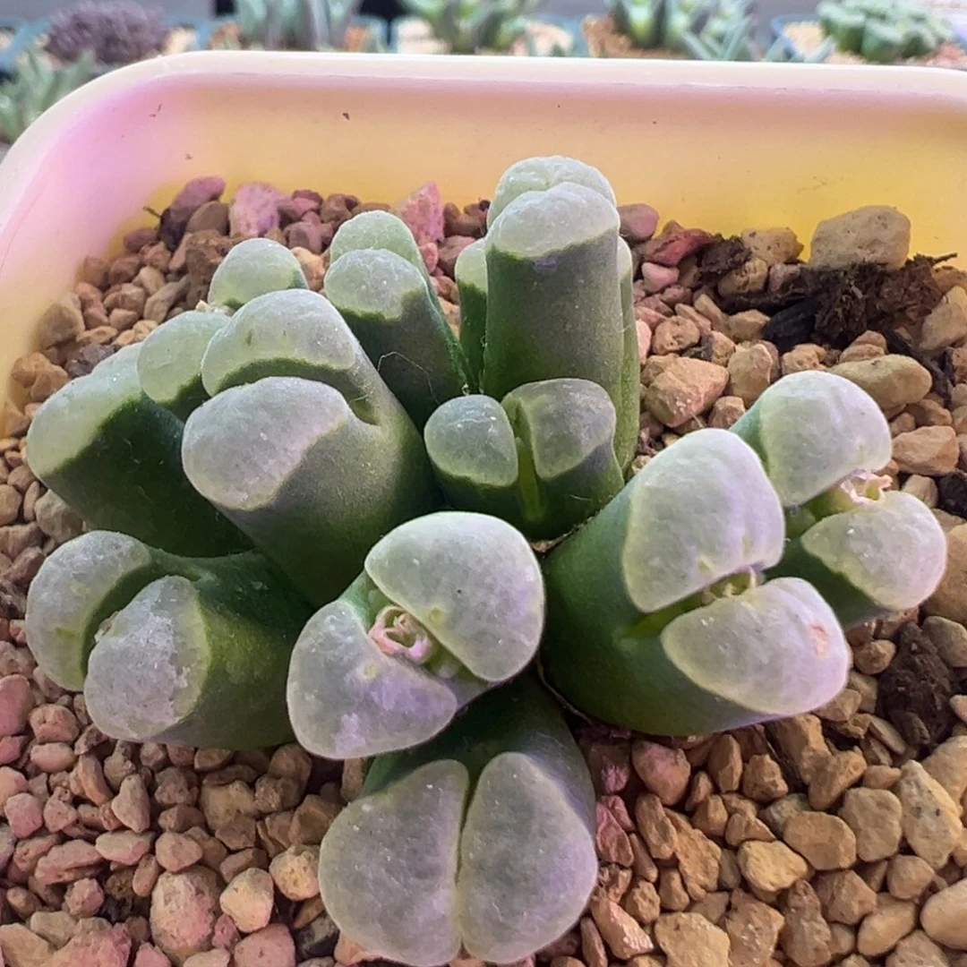 超白窗  肉锥植物