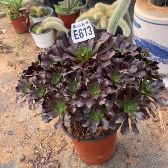 613欧紫法师不包断枝