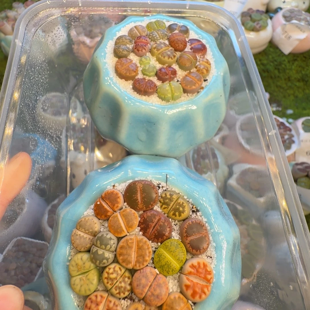 眠****多肉植物和野生772