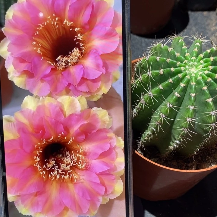 香香27号6.5公分左右