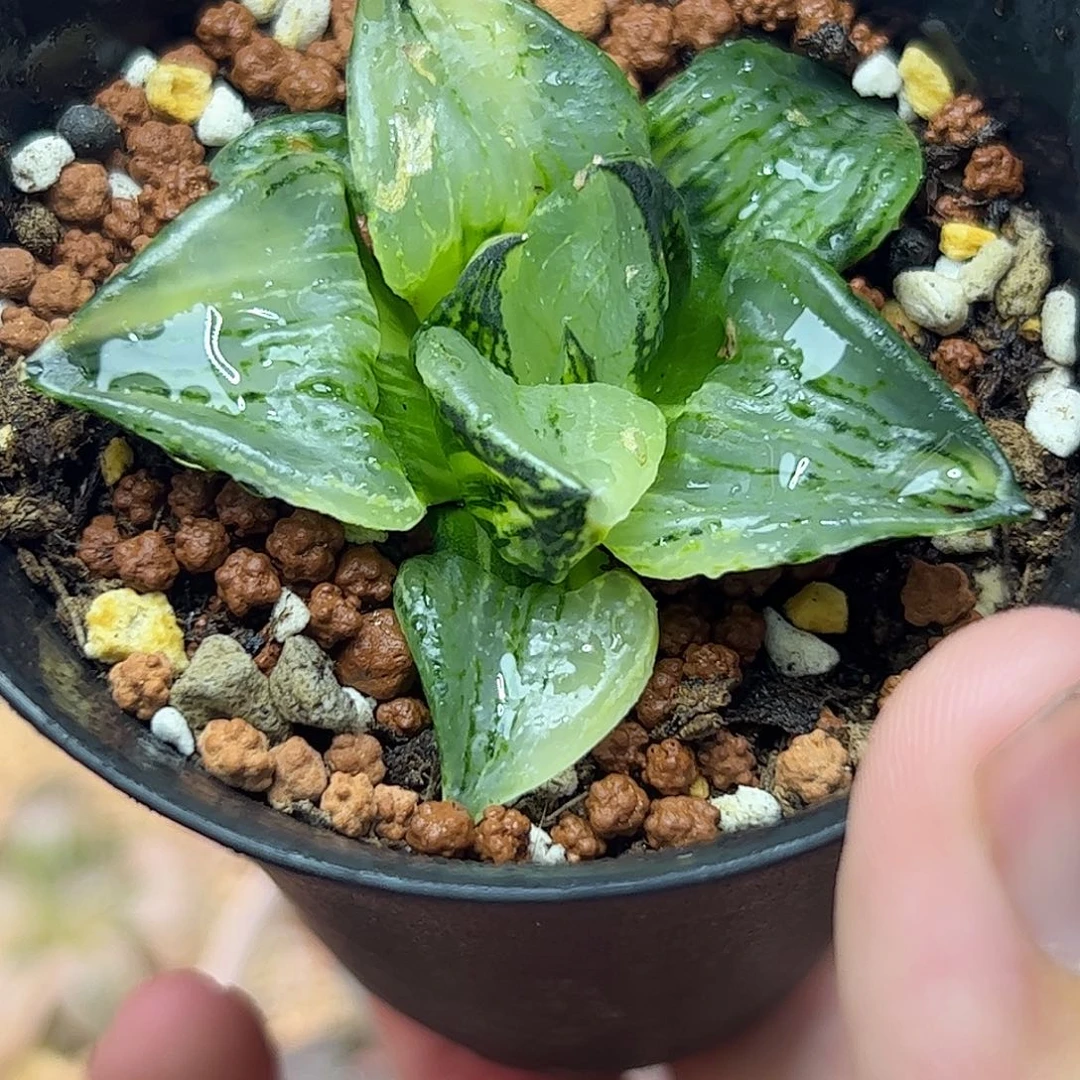 裹般若锦十二卷多肉植物