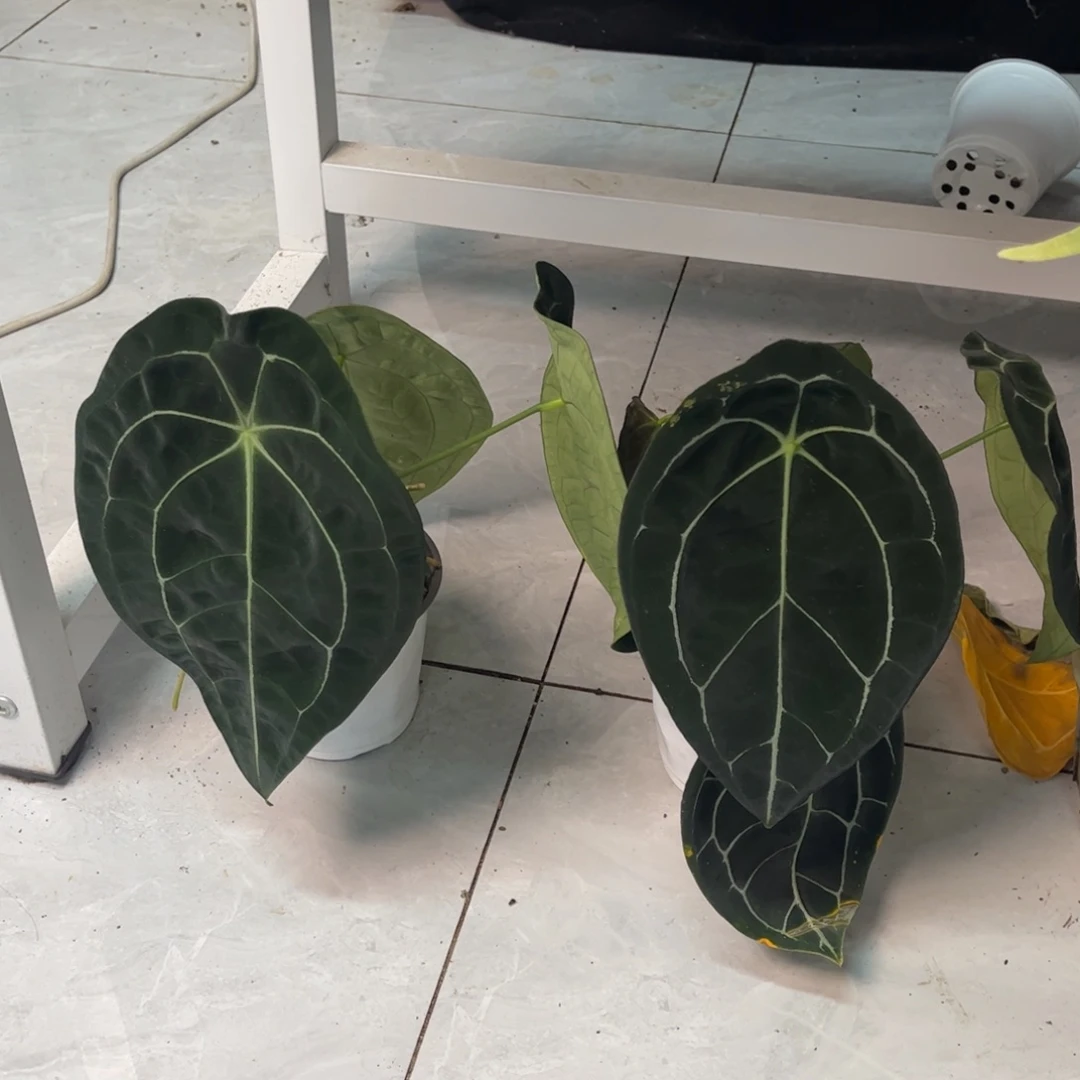 无花朵盾叶。。（一物一拍