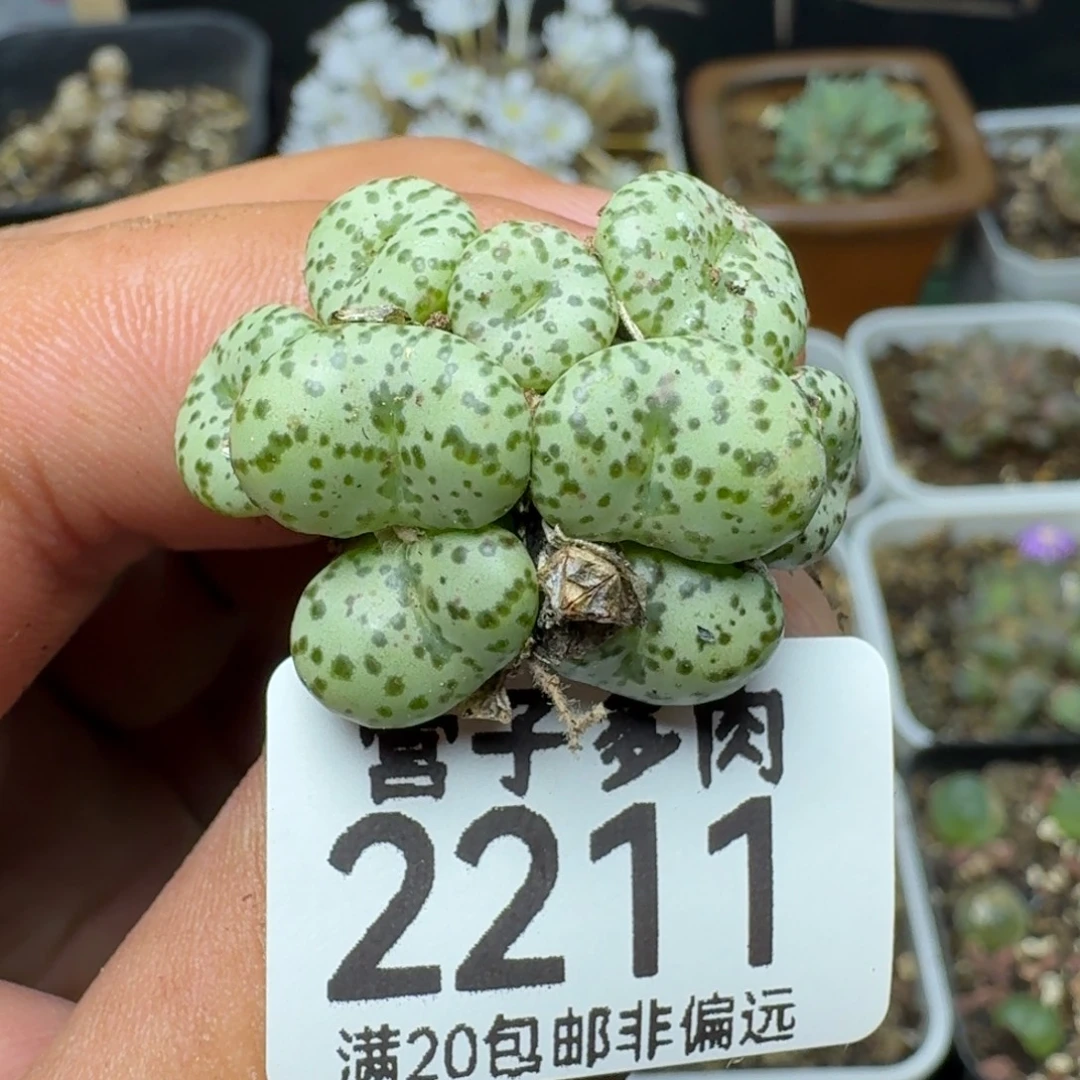 安贞。