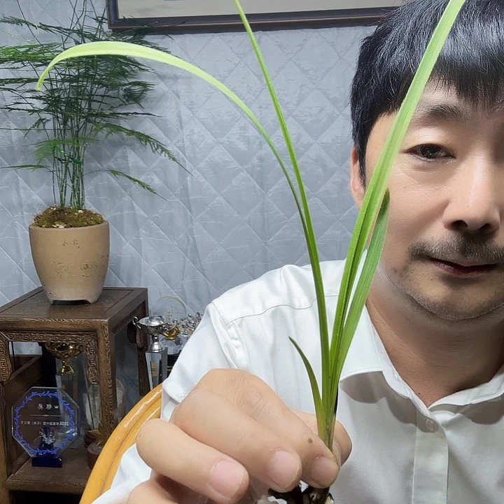 无花朵蕙兰妙莲前笼带芽123456