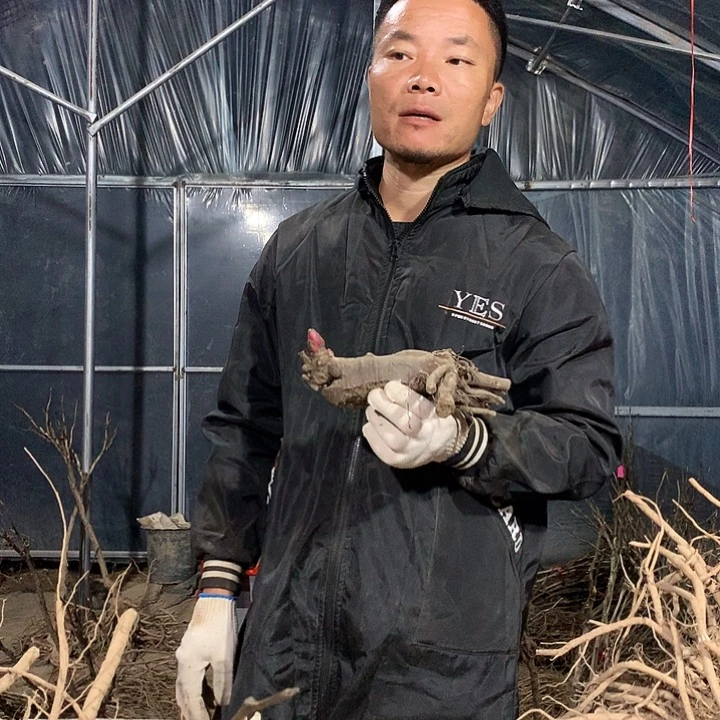 无花朵老忠诚牡丹