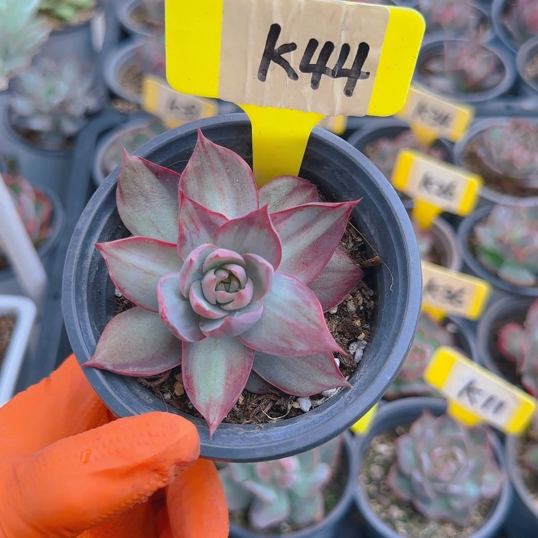 小*鱼K44惊鸿单头多肉