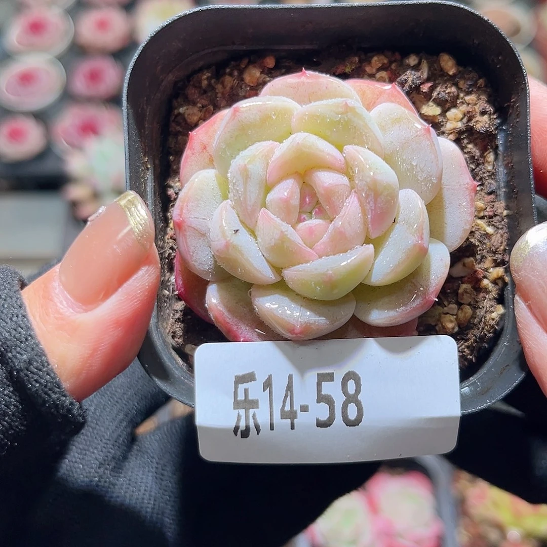 乐14-58 新品单头