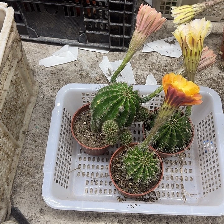 别****无花朵彩草哈哈哈哈哈哈哈