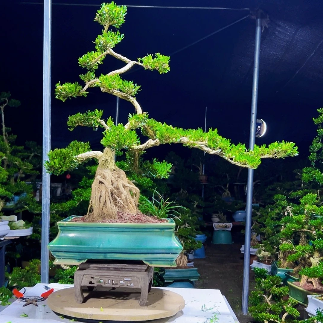 当前无花栽培后可以开花黄杨木