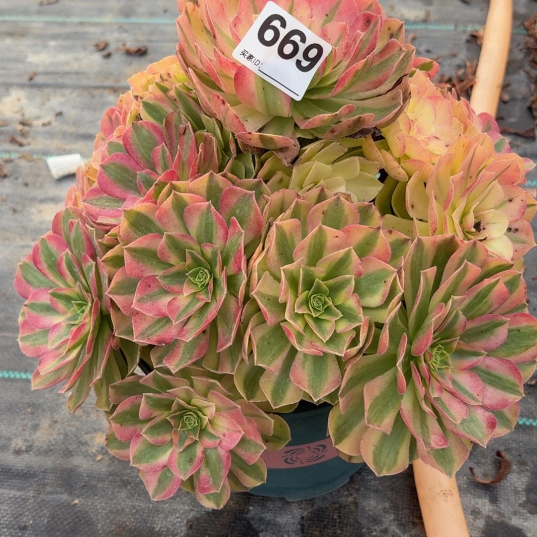 沐***沐669雨河多肉植物福利