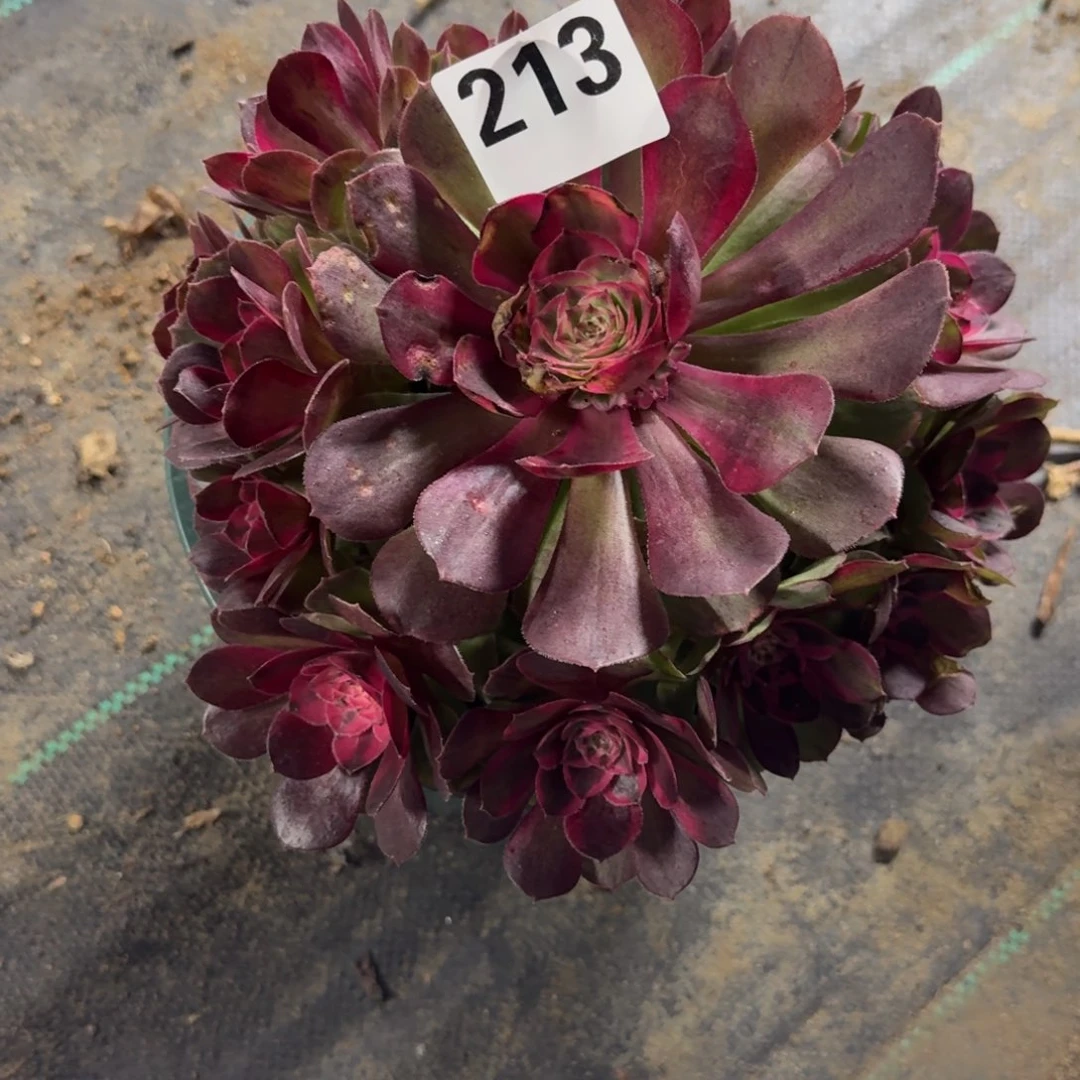 荔枝多肉植物老庄213