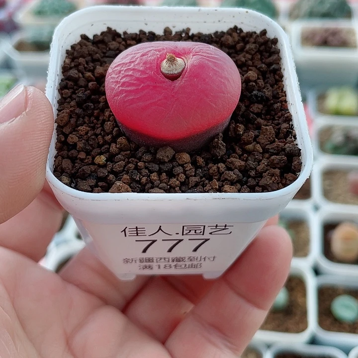 佳人园艺多肉生石花韩式蟠桃777