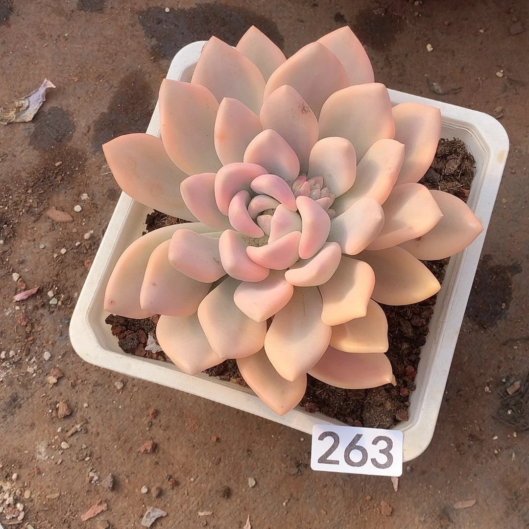 263 一物一拍多肉！