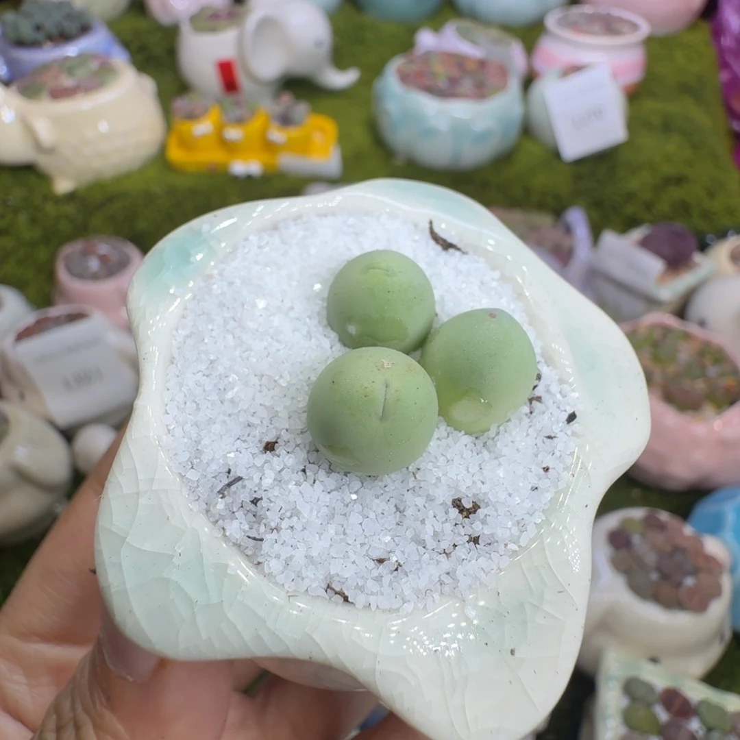 多肉植物的福利1322