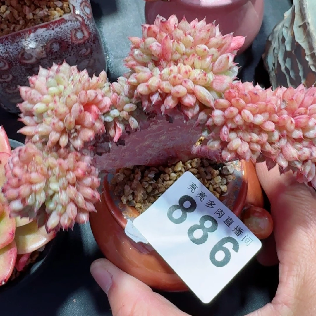 白胖子缀化      愿你一路坦途，乘风破浪展宏图