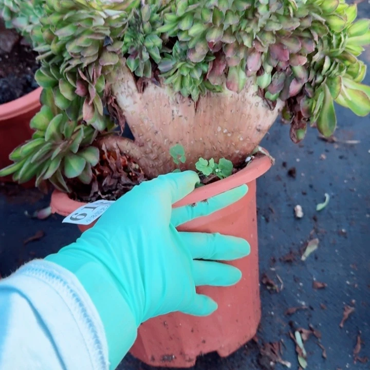 616抹茶缀化多肉植物满28包邮