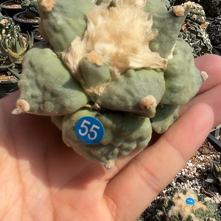 袖蒲苗接落地仙人球55