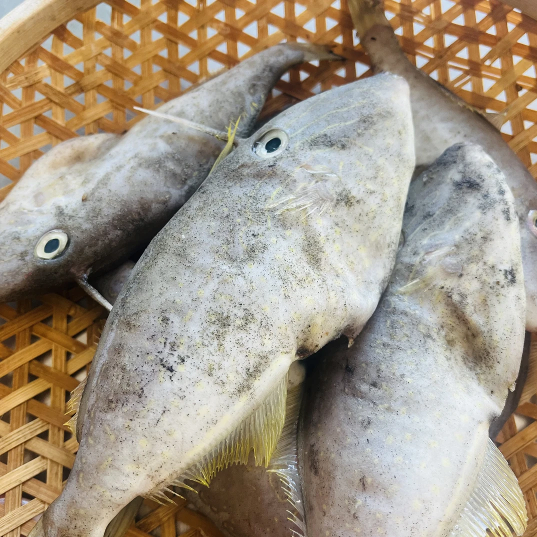 台州温岭的本港剥皮鱼肉质鲜嫩，一斤6至8条新鲜扒皮鱼