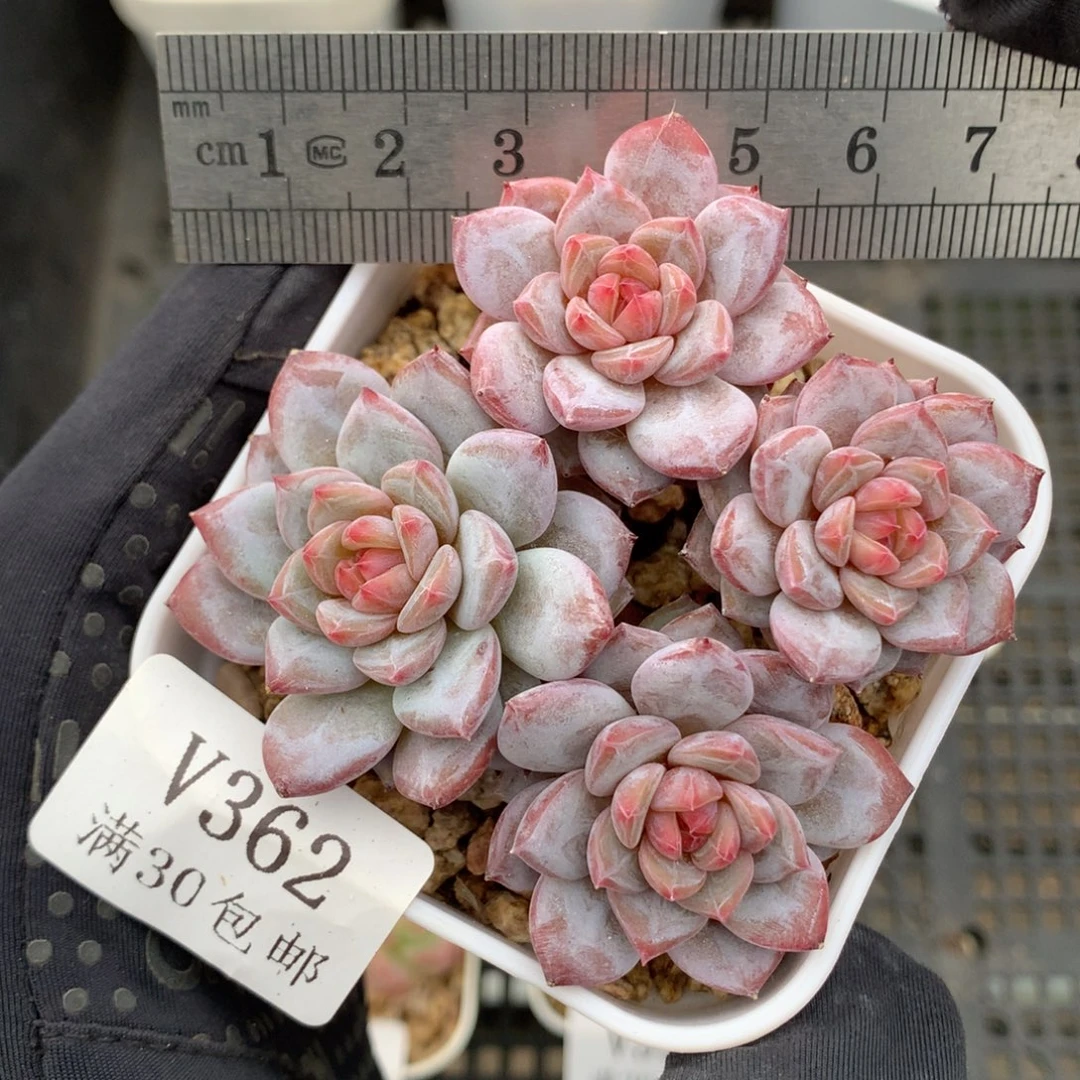 362。玉芙蓉老桩四头小脸。